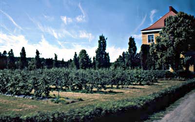 Puiston omenatarhassa oli syksyn sato jo hyvää vauhtia kypsymässä. 